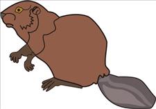 Un-Shaven Beaver