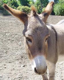 Donkey