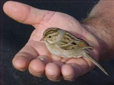 Bird in the Hand