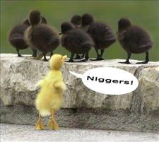 Niggers